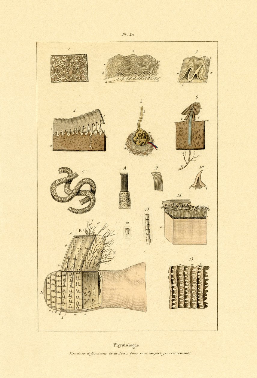 Ihmisen iho, 1833-39 tekijältä French School