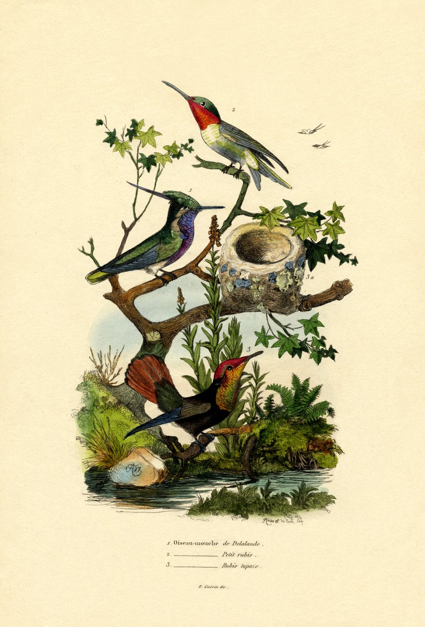 Hummingbirds, 1833-39 tekijältä French School