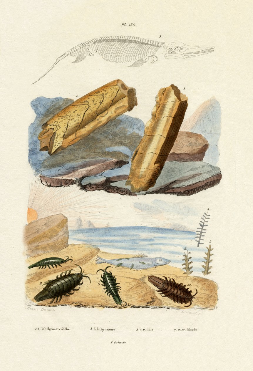Ichthyosaurus, 1833-39 tekijältä French School