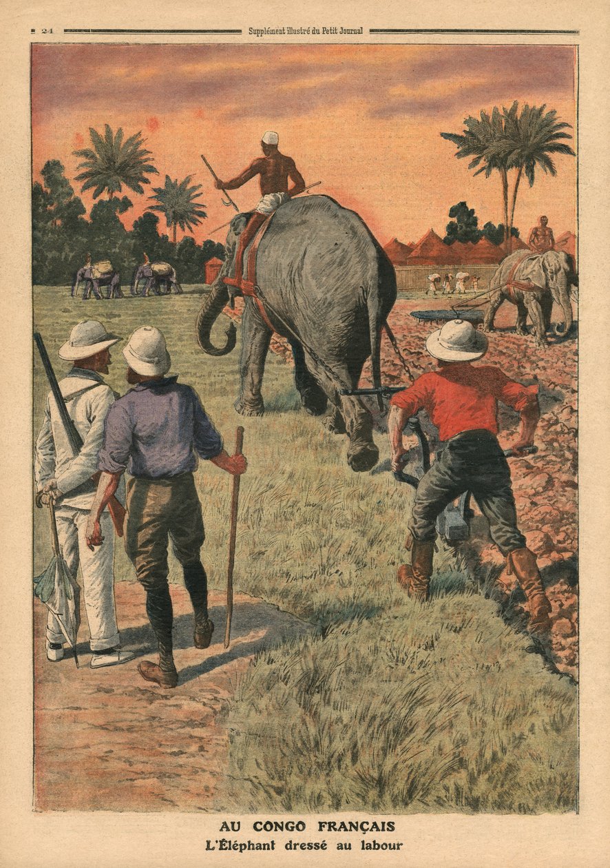 Ranskan Kongossa kyntämiseen koulutettu norsu, kuva Le Petit Journalista, liitekuva, 15. tammikuuta 1911 tekijältä French School