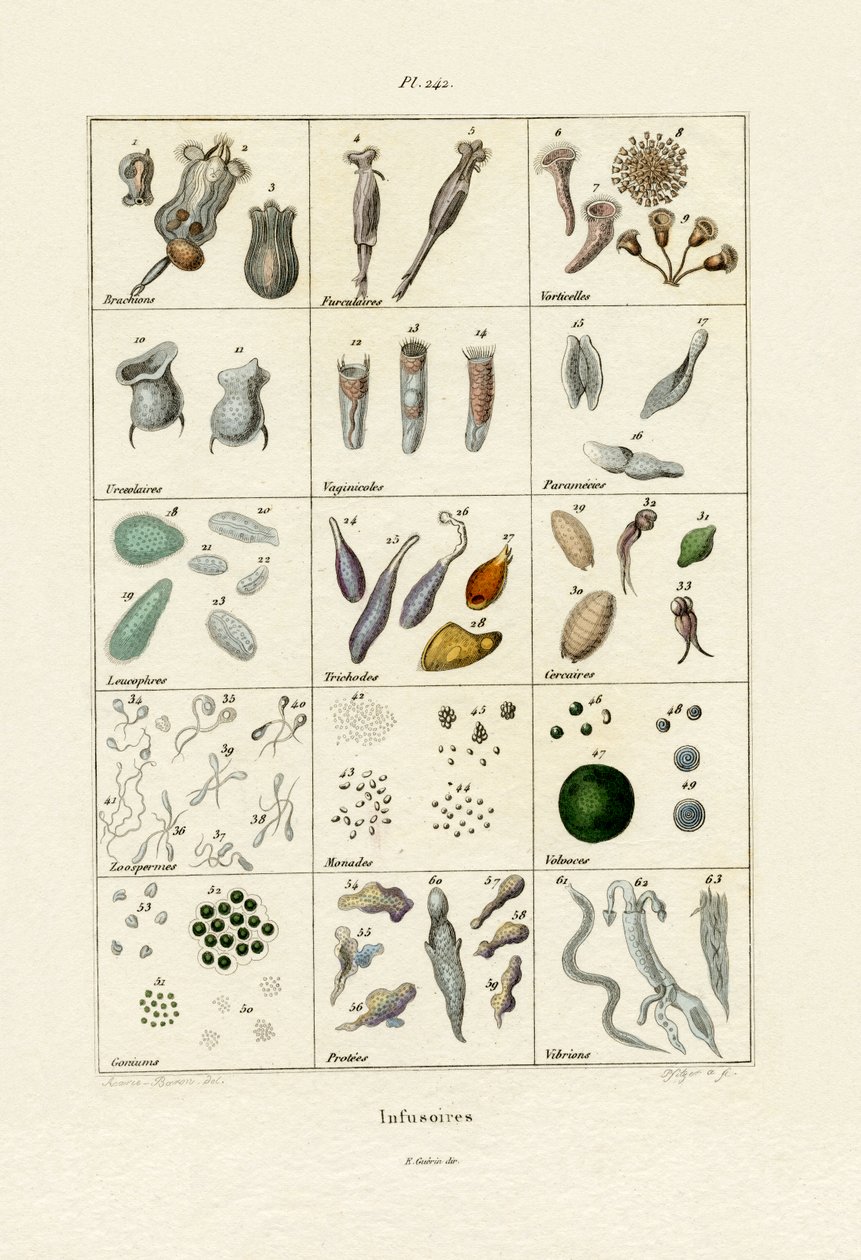 Infusoria, 1833-39 tekijältä French School