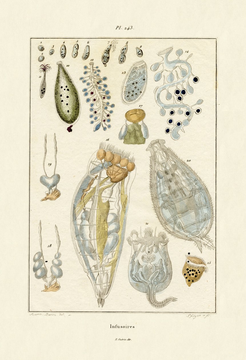 Infusoria, 1833-39 tekijältä French School