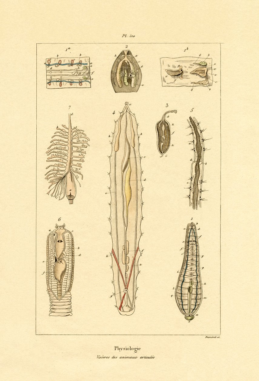 Intestines, 1833-39 tekijältä French School