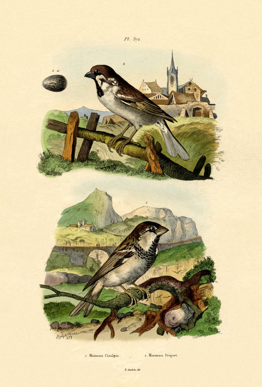 Italian Sparrow, 1833-39 tekijältä French School