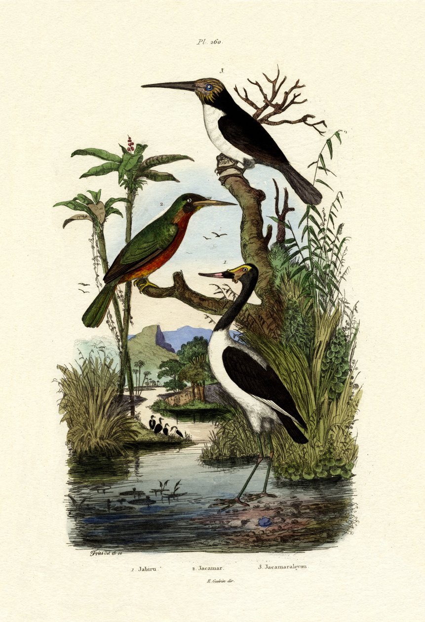 Jabiru, 1833-39 tekijältä French School