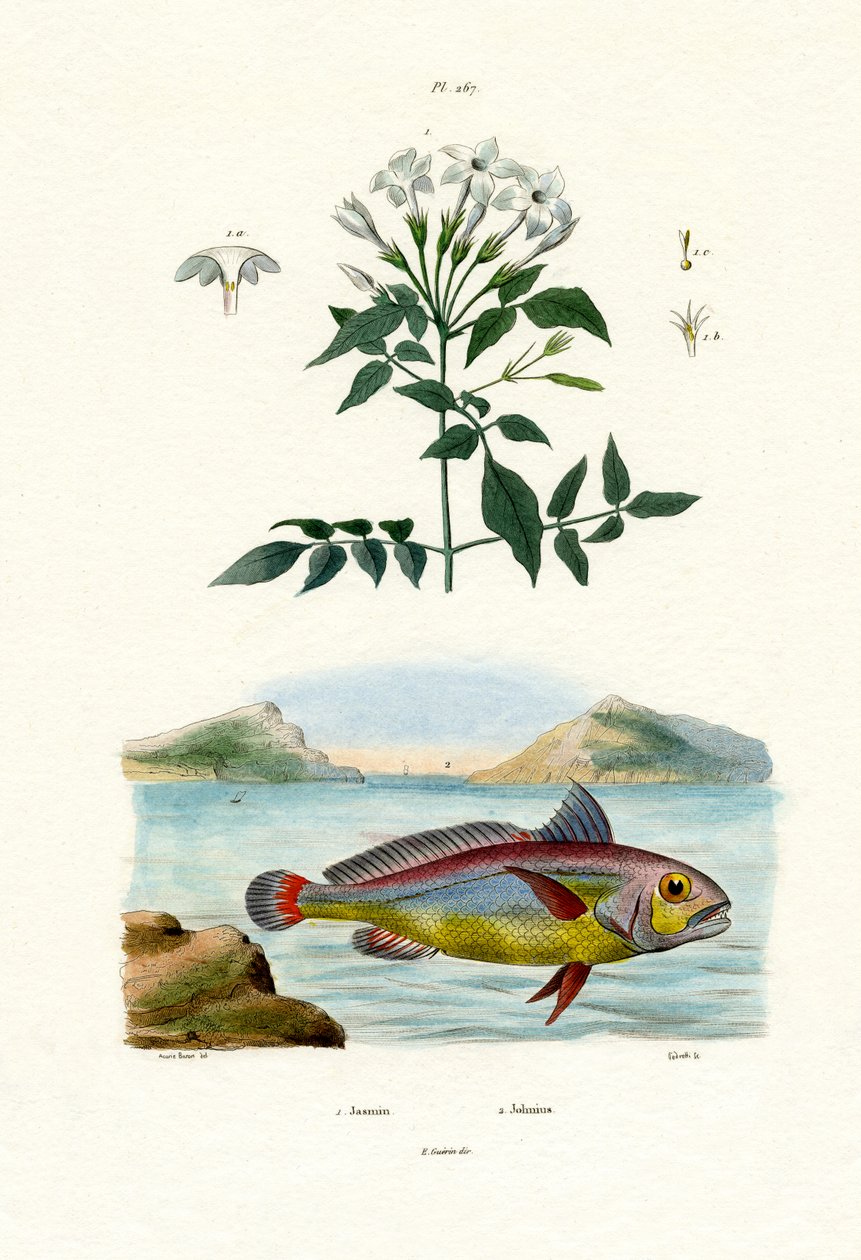 Jasmiini, 1833-39 tekijältä French School
