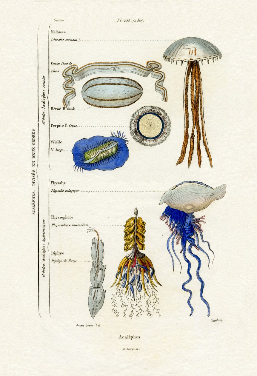Meduusa, 1833-39 tekijältä French School