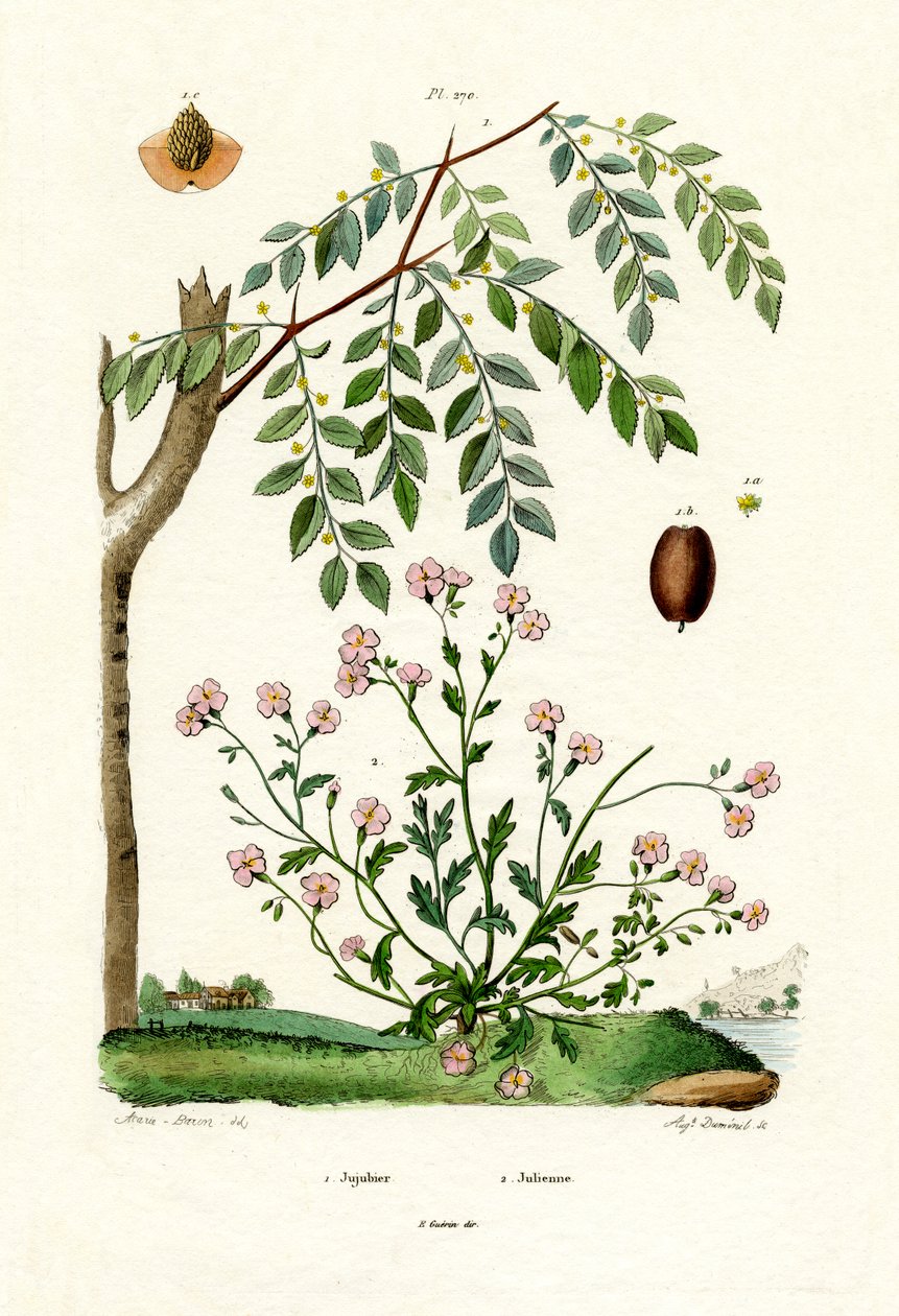 Jujube, 1833-39 tekijältä French School