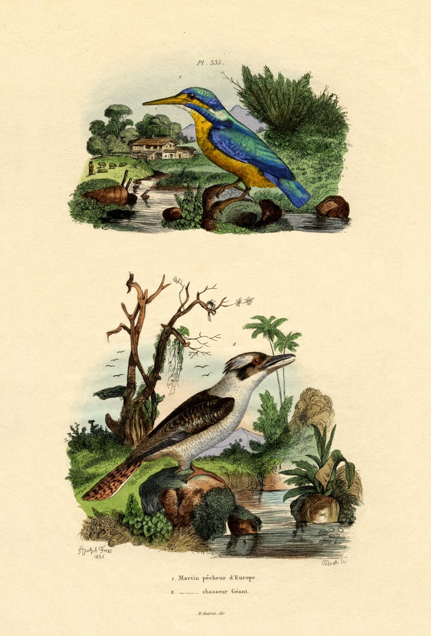 Kingfisher, 1833-39 tekijältä French School