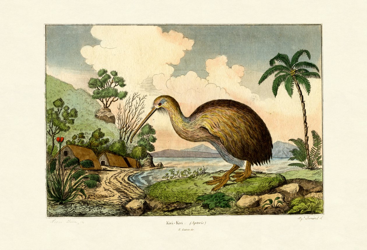 Kiwi, 1833-39 tekijältä French School