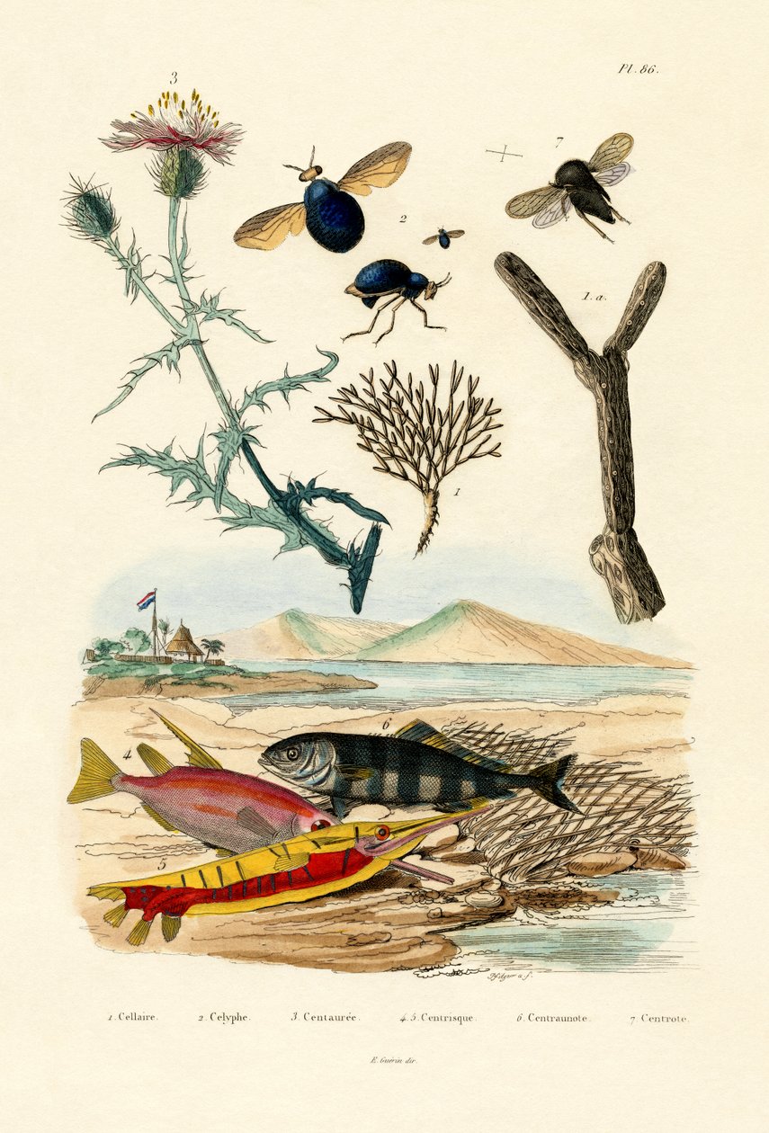 Knappweed, 1833-39 tekijältä French School