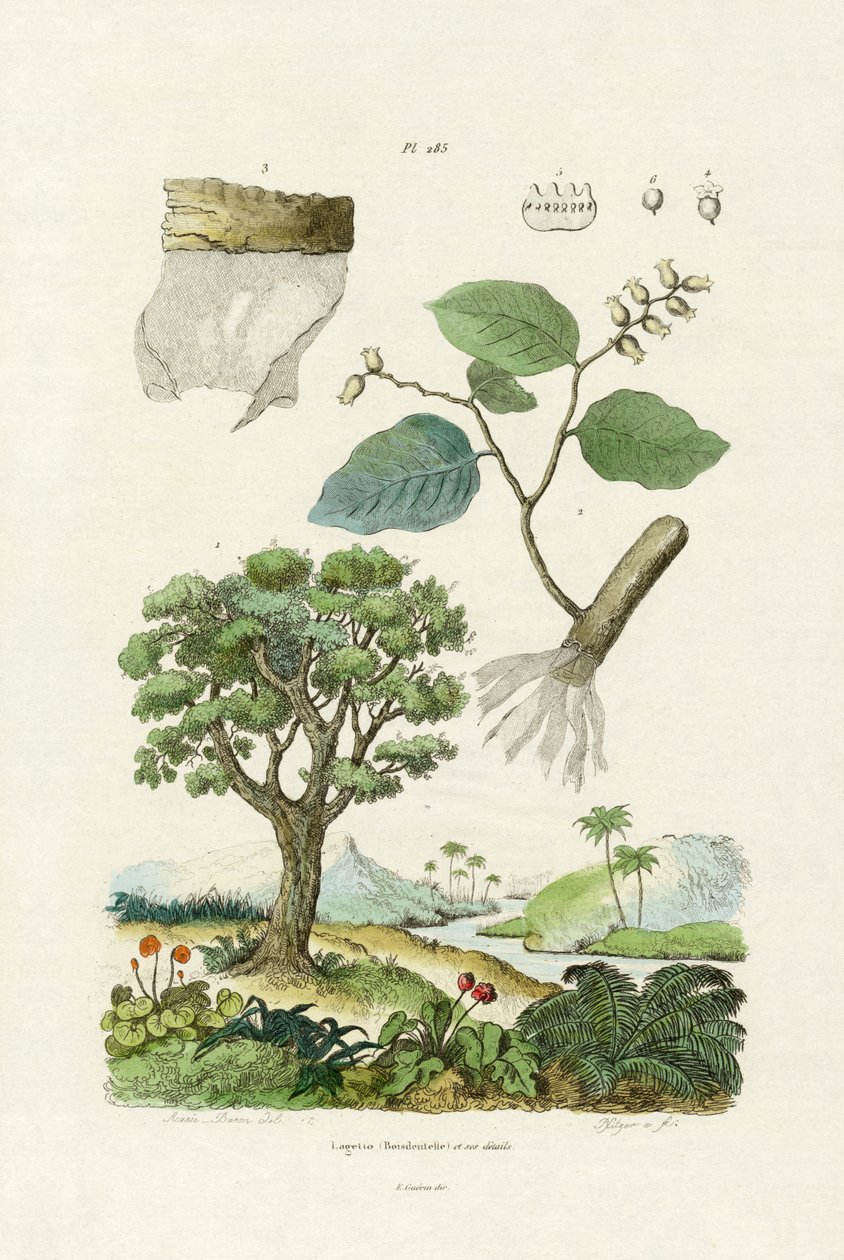 Lacebark Tree, 1833-39 tekijältä French School
