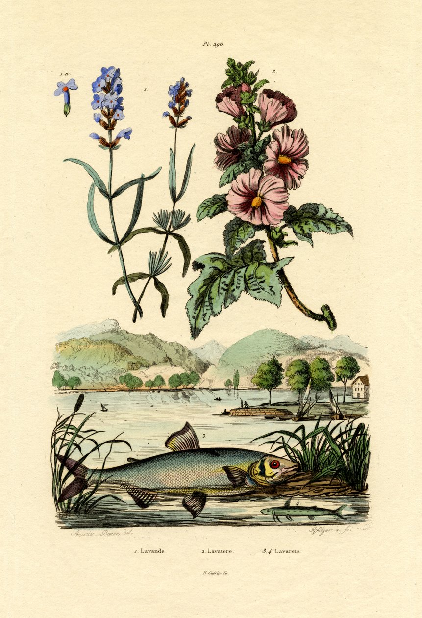 Laventeli, 1833-39 tekijältä French School