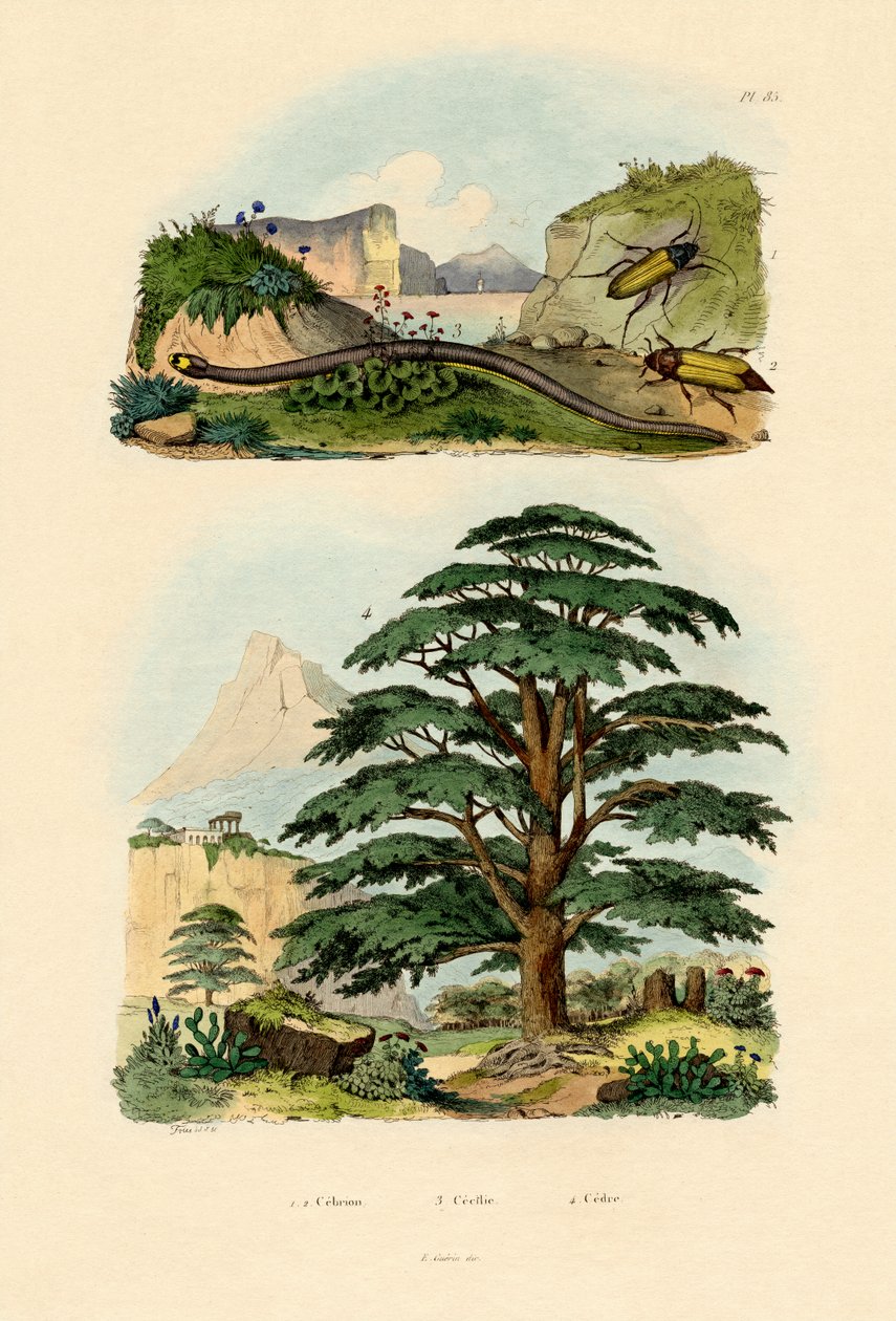 Libanon Cedar, 1833-39 tekijältä French School