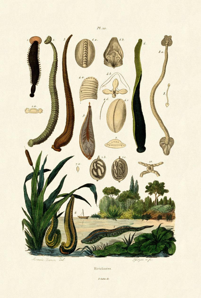 Leech, 1833-39 tekijältä French School