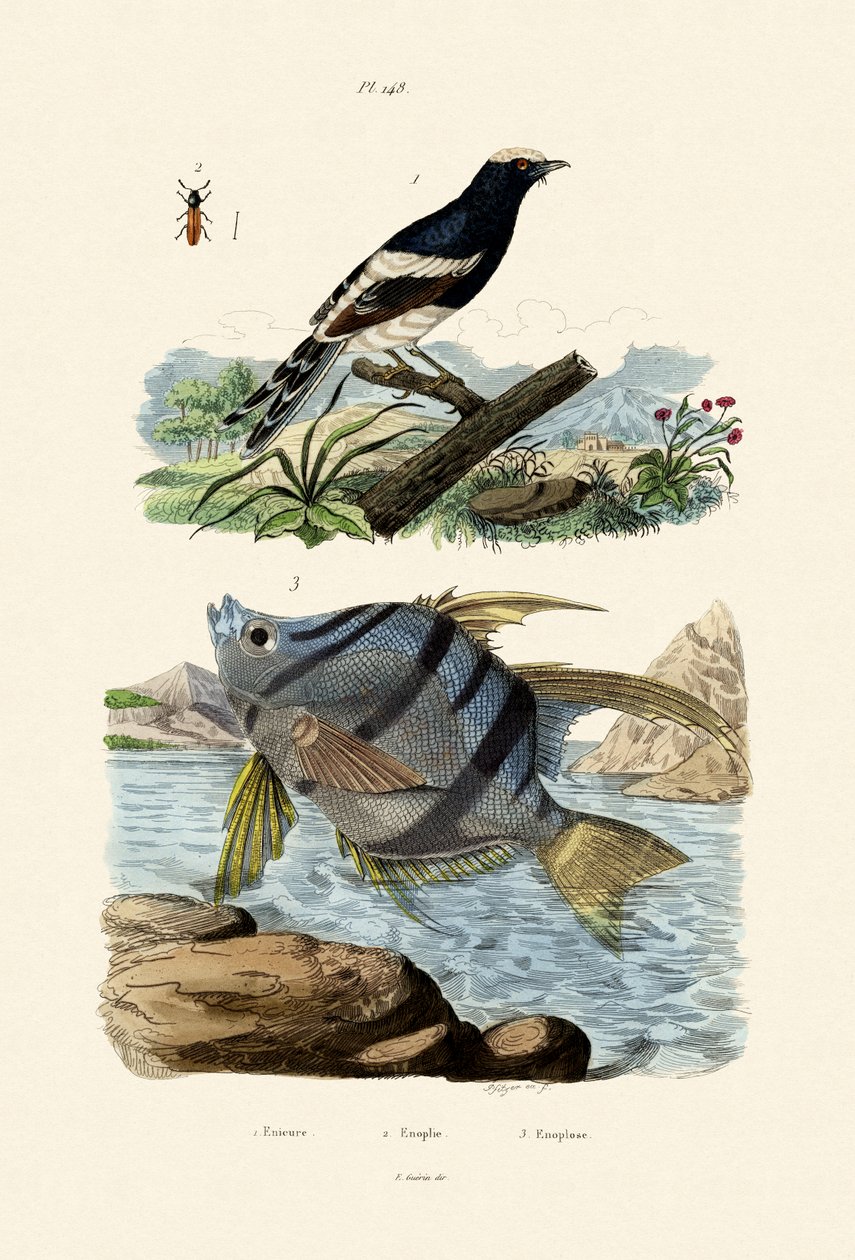 Pikku Haarukkapyrstö, 1833-39 tekijältä French School