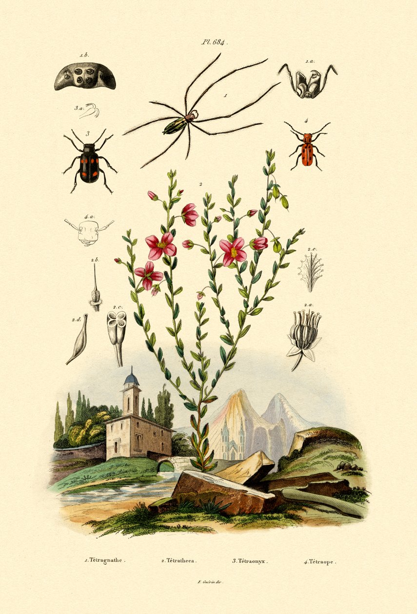Pitkäleukainen hämähäkki, 1833-39 tekijältä French School
