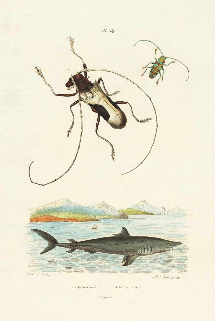 Longhorn Beetles, 1833-39 tekijältä French School