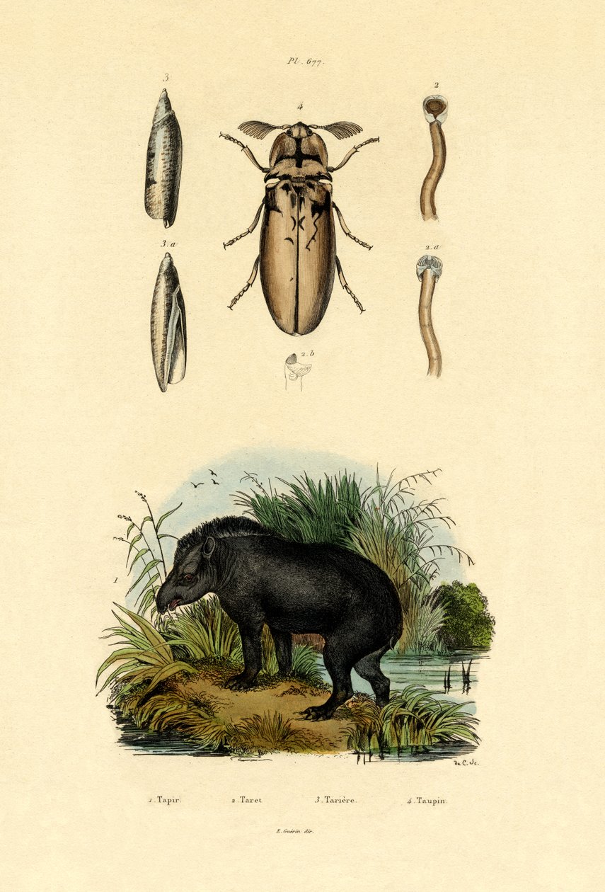 Lowland Tapir, 1833-39 tekijältä French School