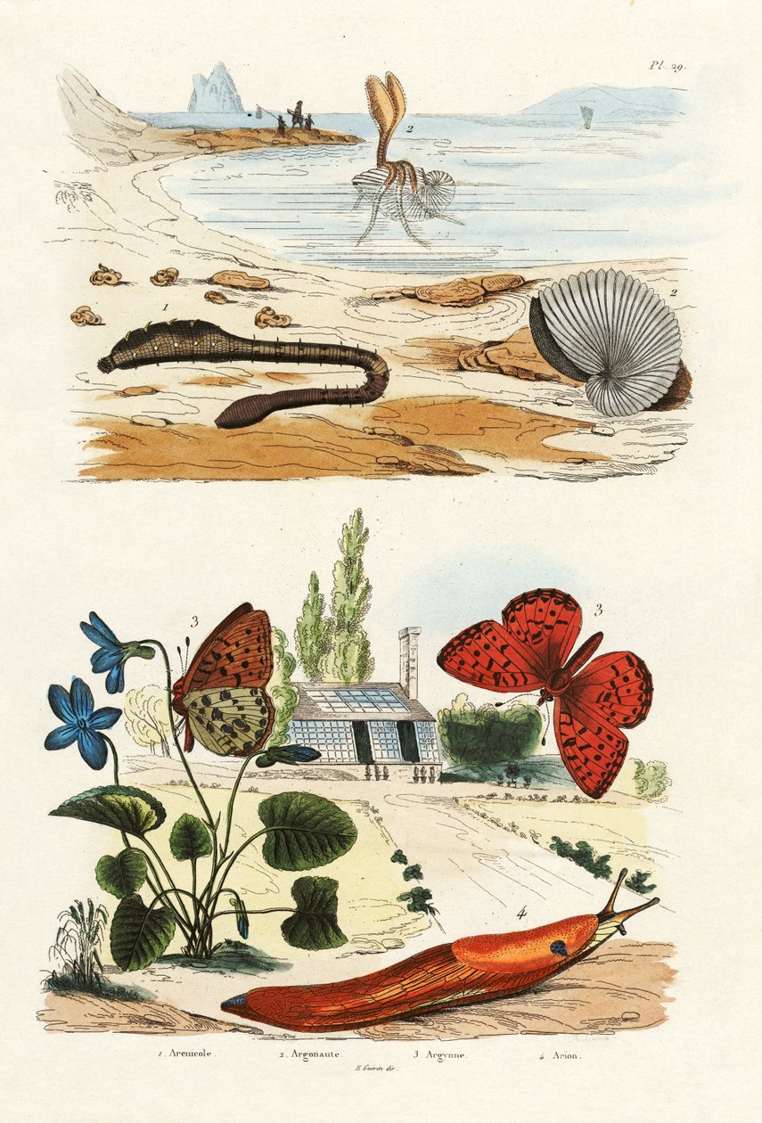 Keuhkomato, 1833-39 tekijältä French School
