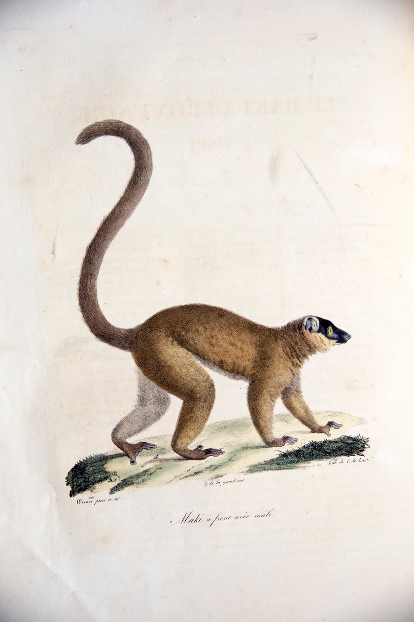 Ruskea urospuolinen lemur, Natural History of Mammals, alkuperäisillä hahmoilla, kirjoittaneet Étienne Geoffroy Saint-Hilaire ja Frédéric Cuvier, 1824-42 tekijältä French School