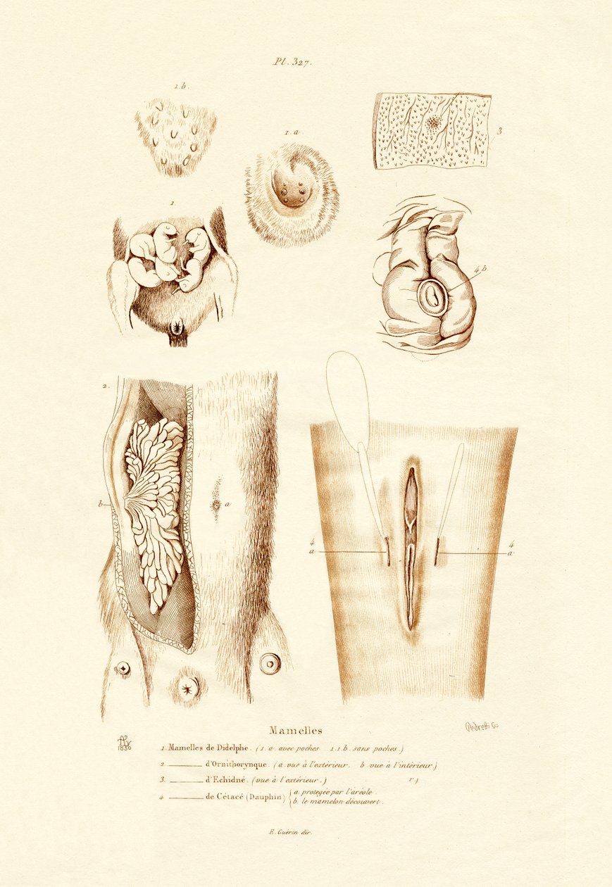 Maitorauhaset, 1833-39 tekijältä French School
