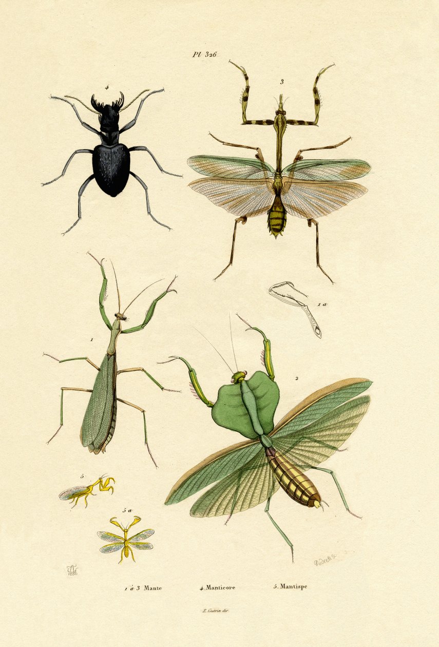 Mantis, 1833-39 tekijältä French School