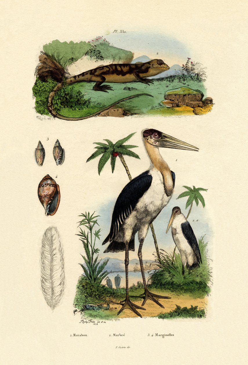 Marabou Stork, 1833-39 tekijältä French School