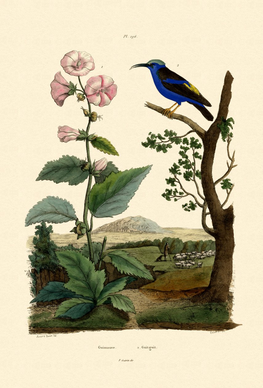 Marsh Mallow, 1833-39 tekijältä French School