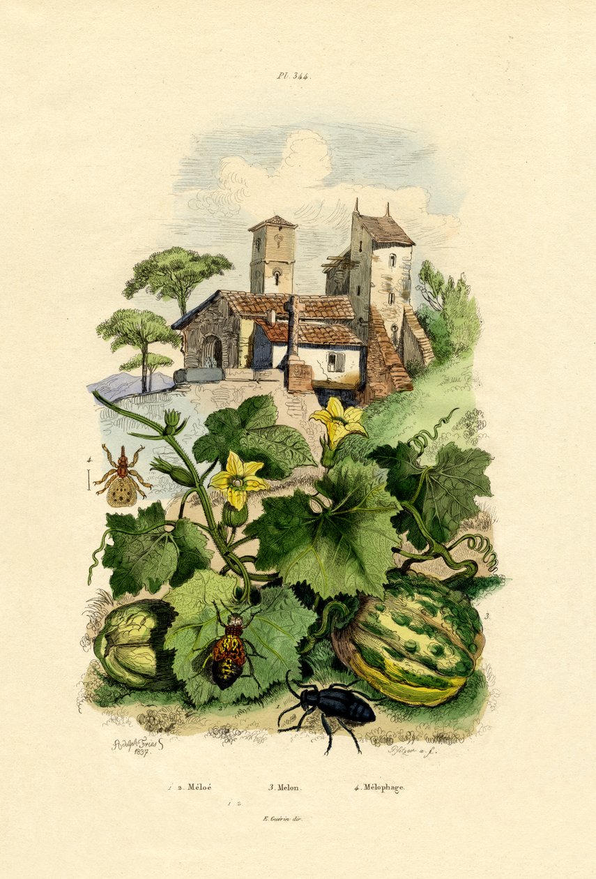 Meloni, 1833-39 tekijältä French School