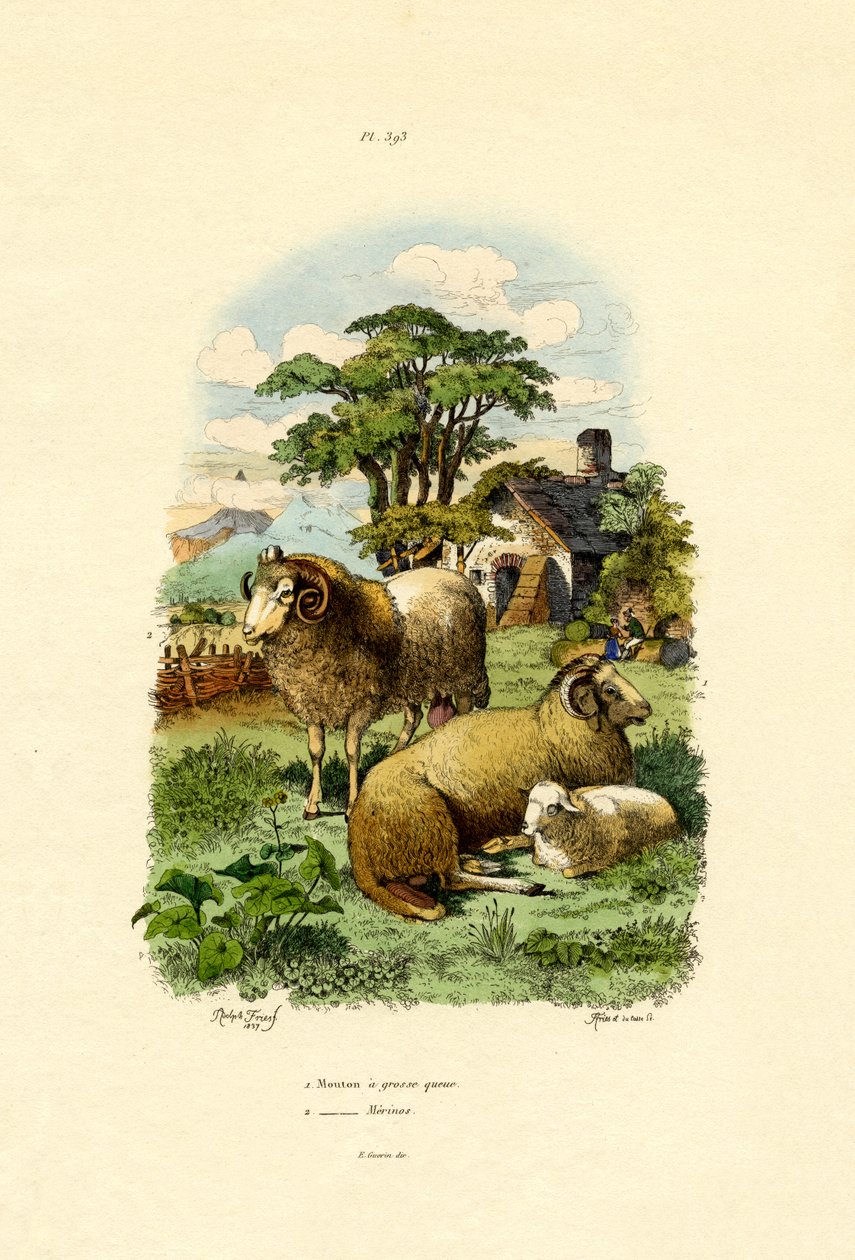 Merinoslammas, 1833-39 tekijältä French School