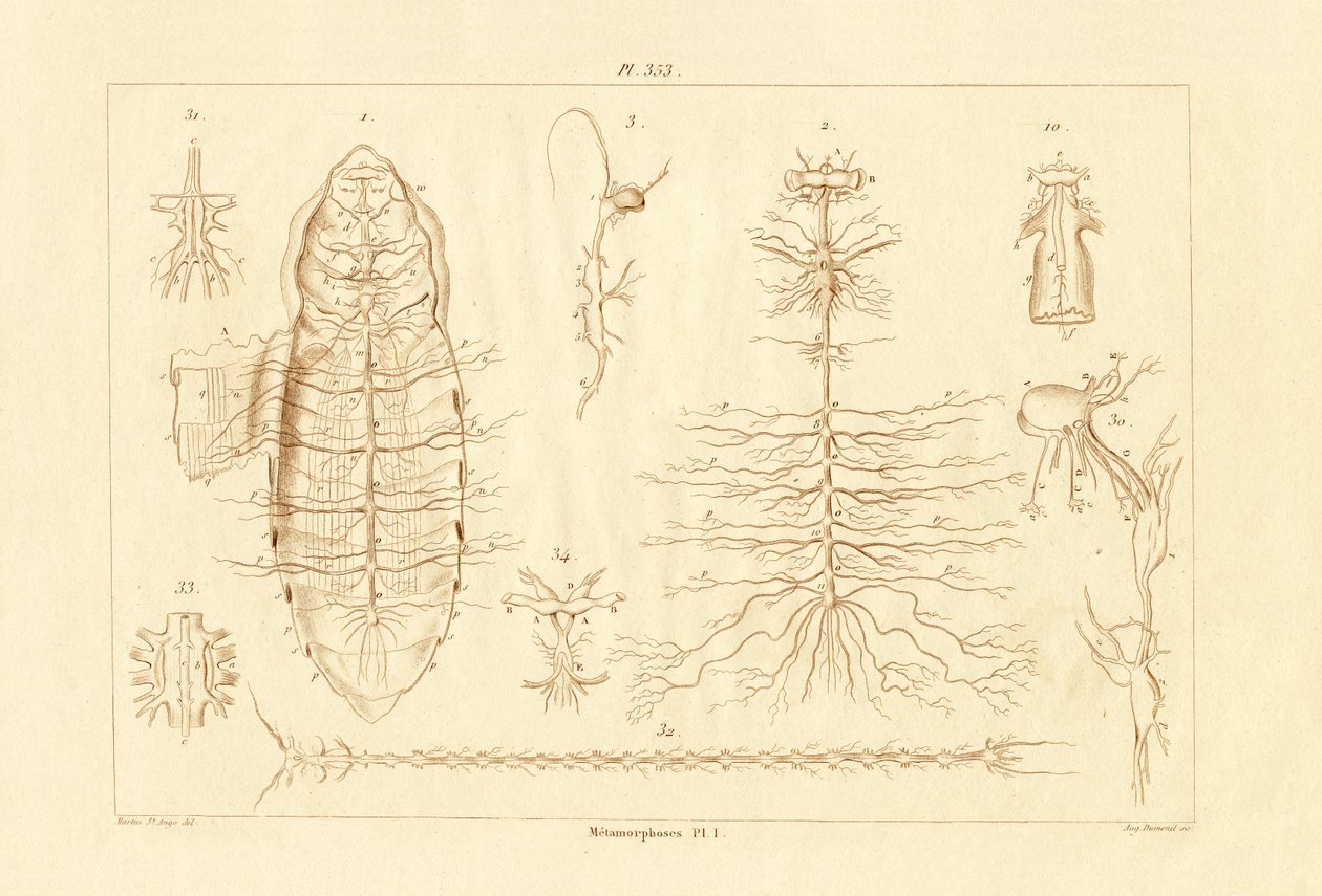 Metamorphosis, 1833-39 tekijältä French School
