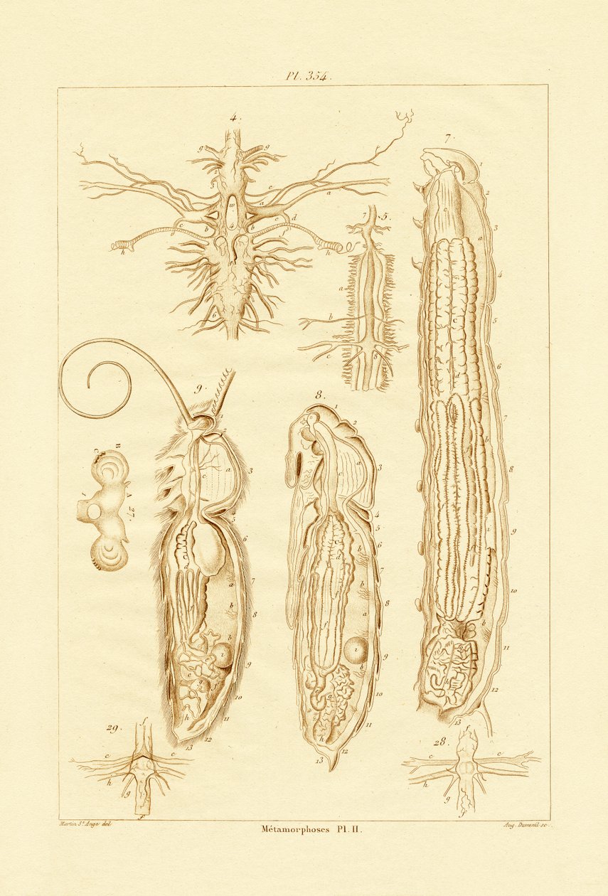 Metamorphosis, 1833-39 tekijältä French School