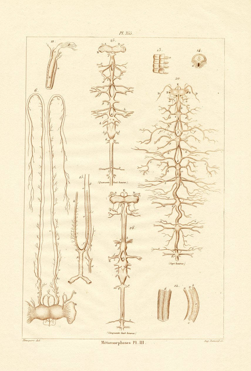 Metamorphosis, 1833-39 tekijältä French School