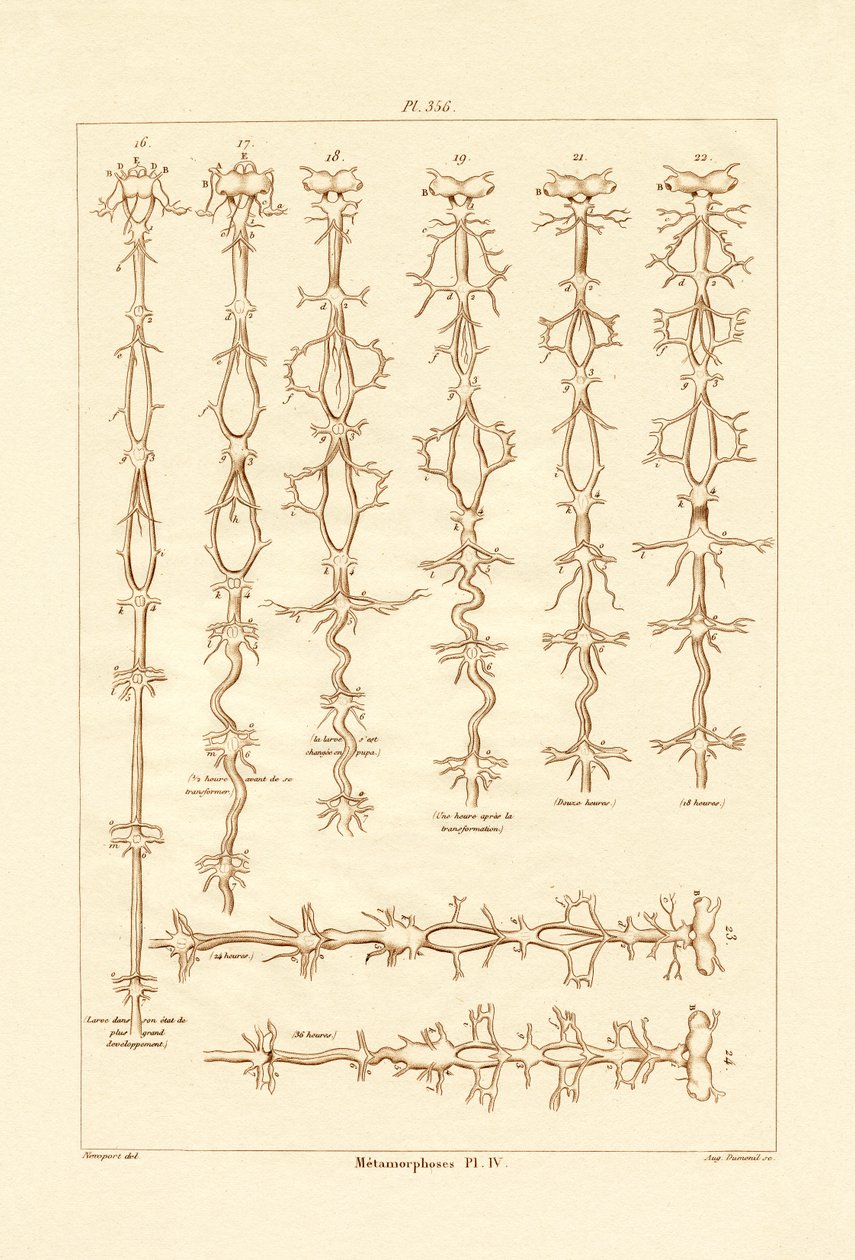 Metamorphosis, 1833-39 tekijältä French School