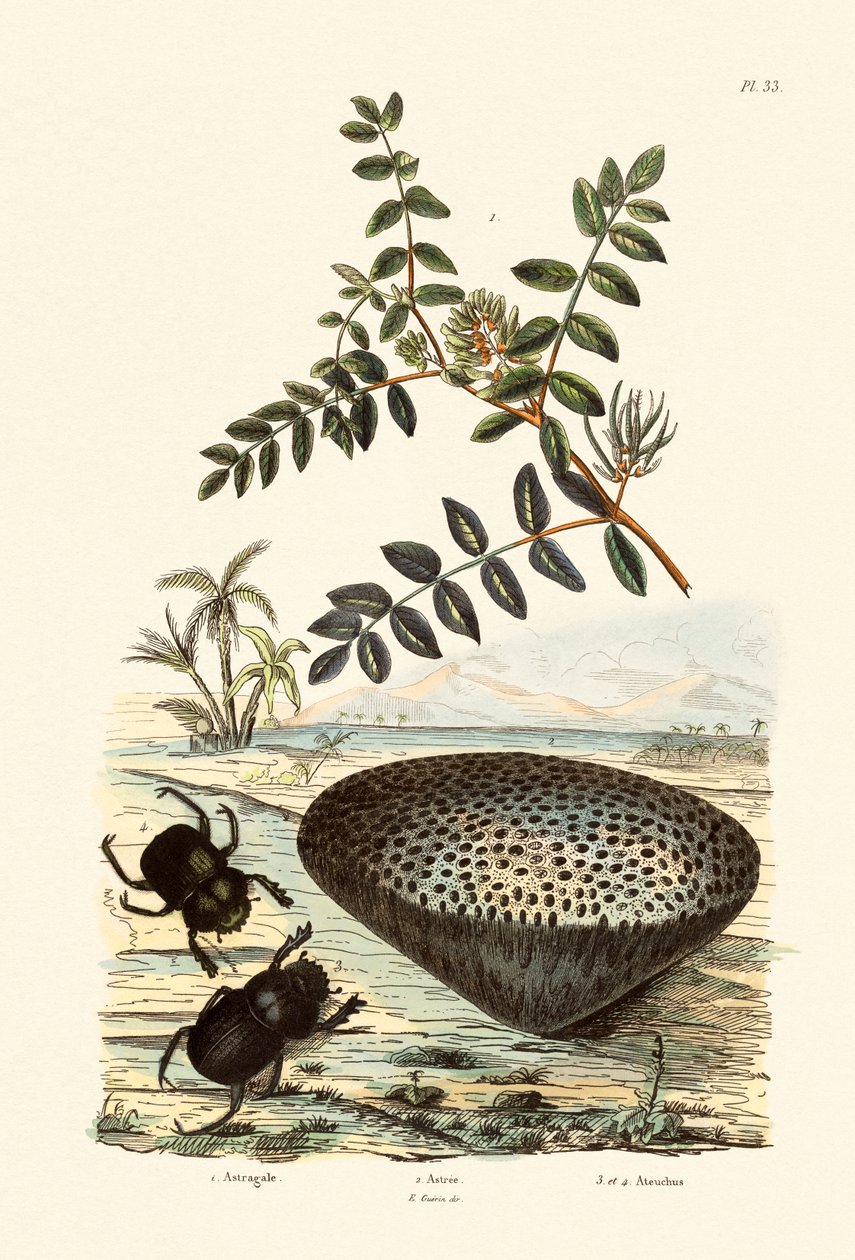 Maito Virna, 1833-39 tekijältä French School