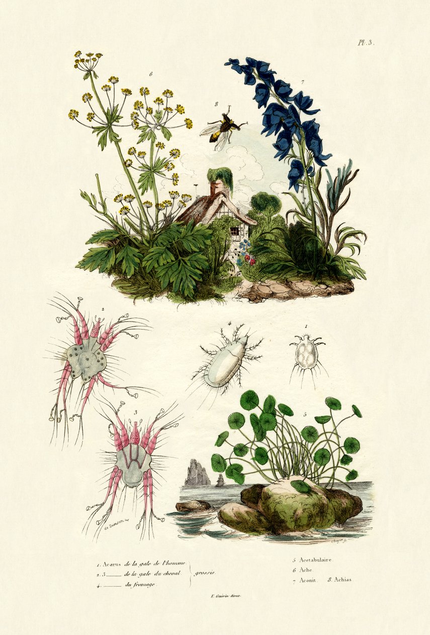 Mites, 1833-39 tekijältä French School