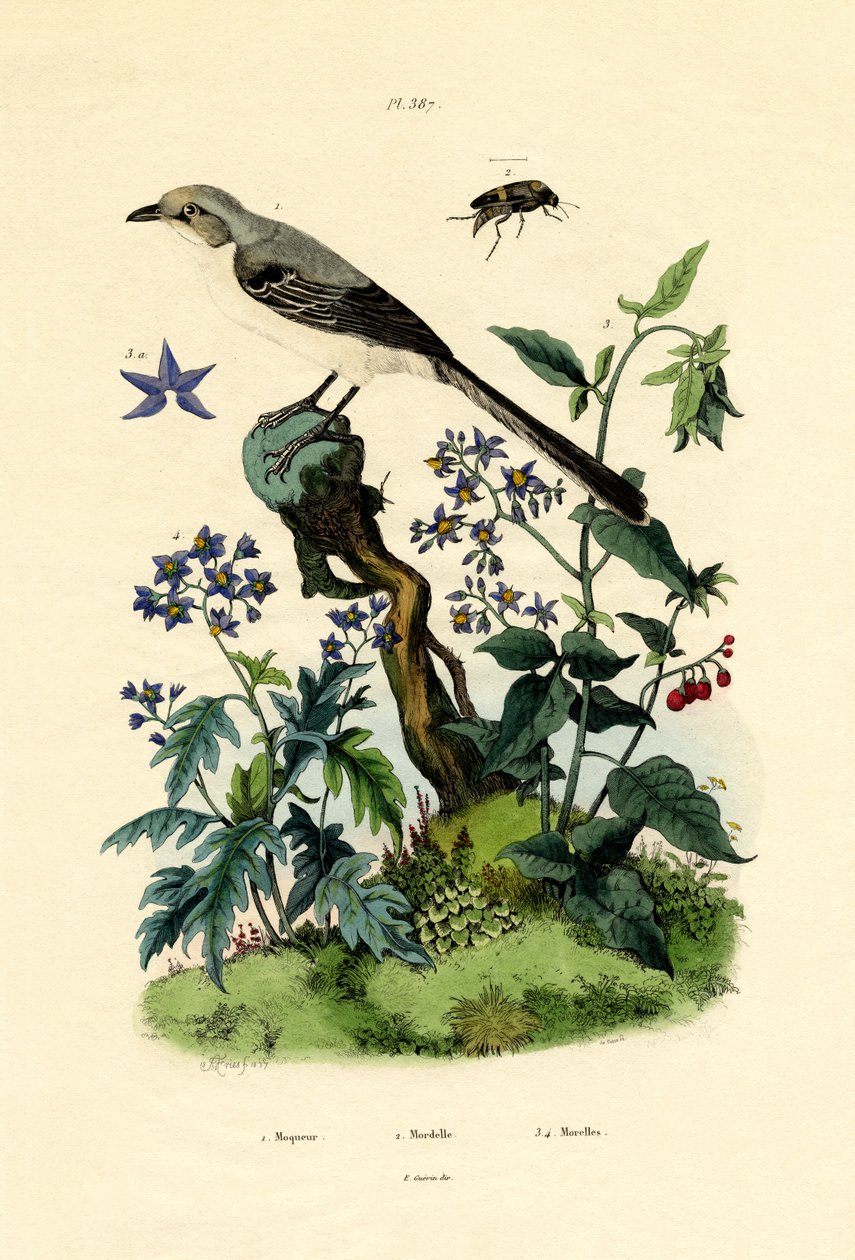 Mockingbird, 1833-39 tekijältä French School