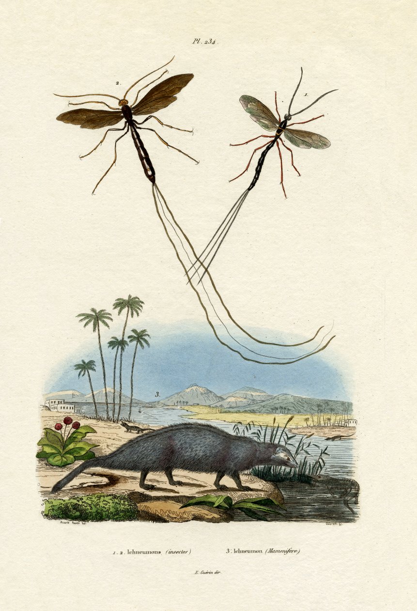 Mongoose, 1833-39 tekijältä French School