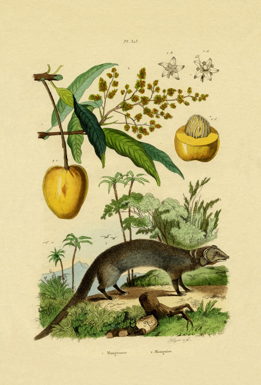 Mongoose, 1833-39 tekijältä French School