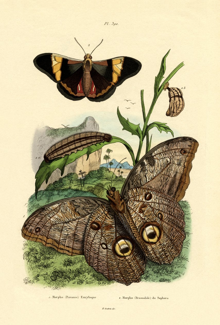 Morpho, 1833-39 tekijältä French School