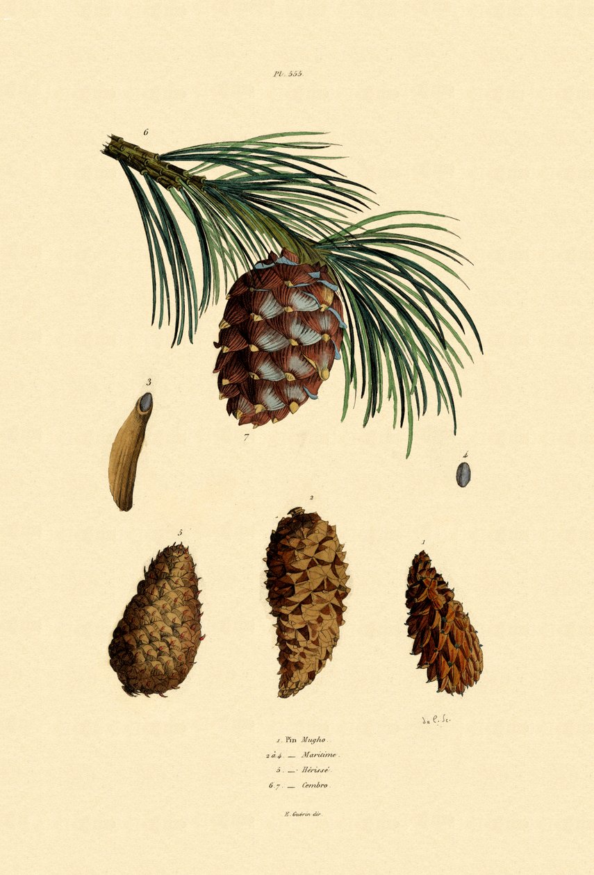 Mountain Pine, 1833-39 tekijältä French School