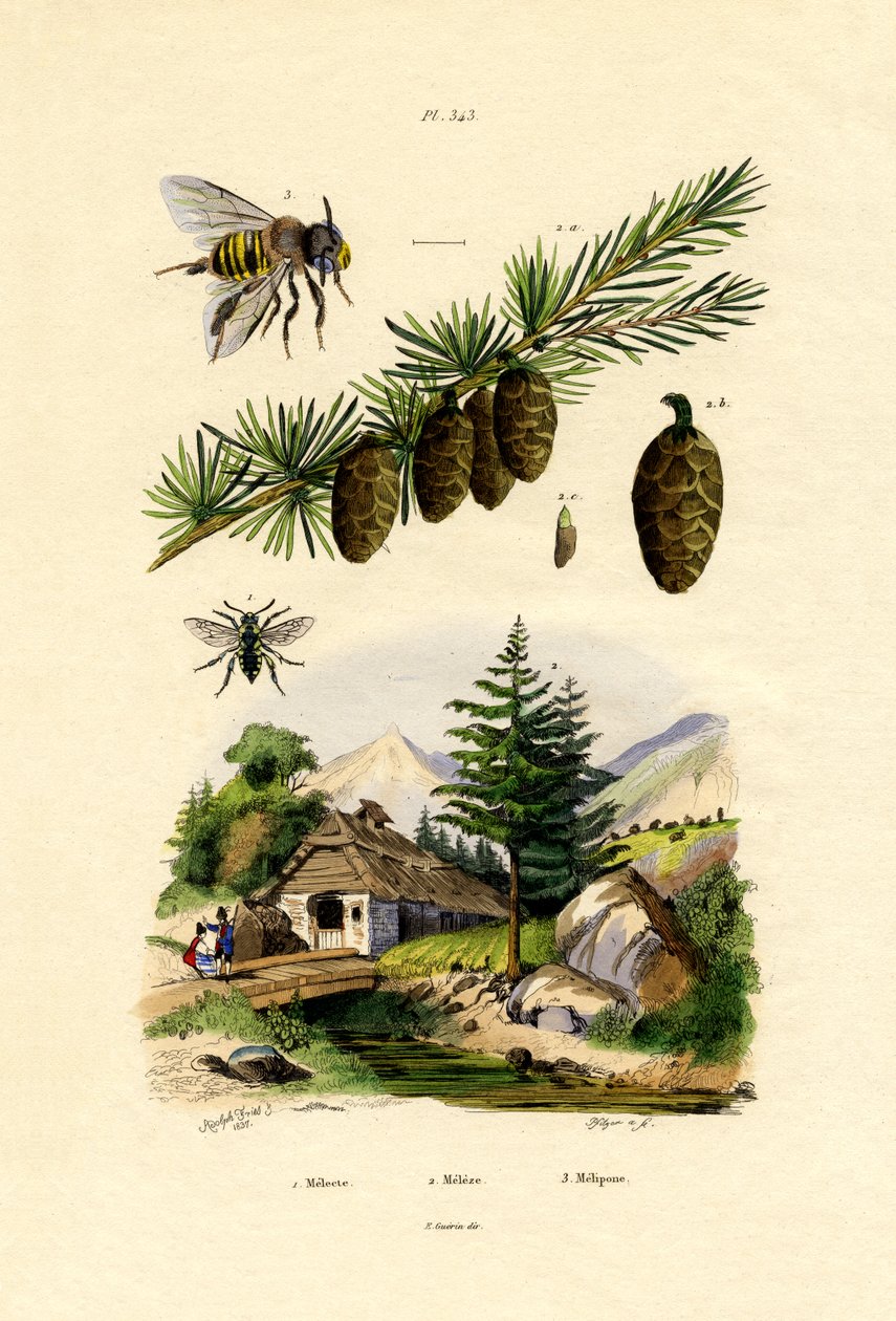 Surumehiläinen, 1833-39 tekijältä French School