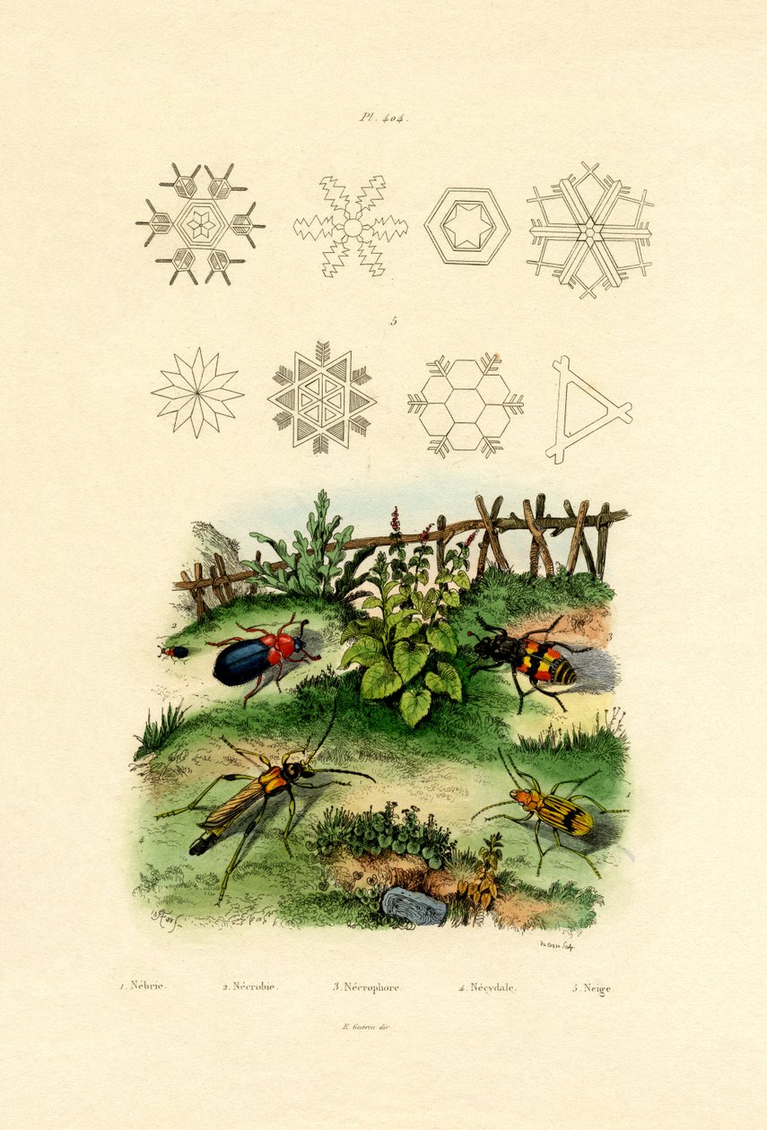 Nebria Beetle, 1833-39 tekijältä French School