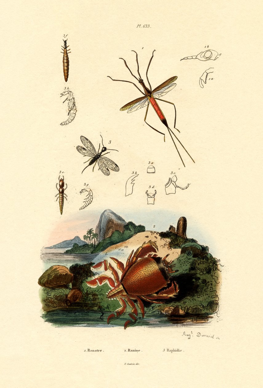 Neula Bug, 1833-39 tekijältä French School