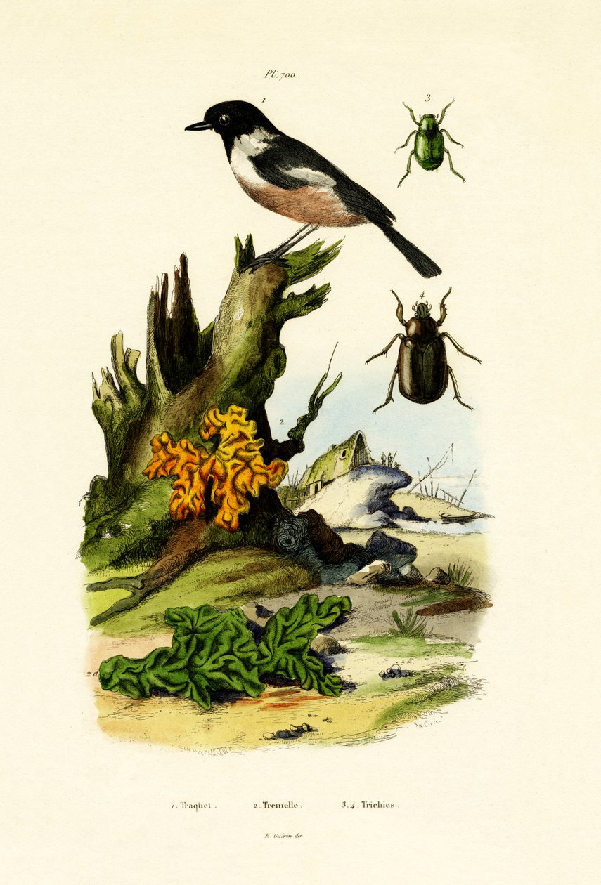 Northern Wheatear, 1833-39 tekijältä French School