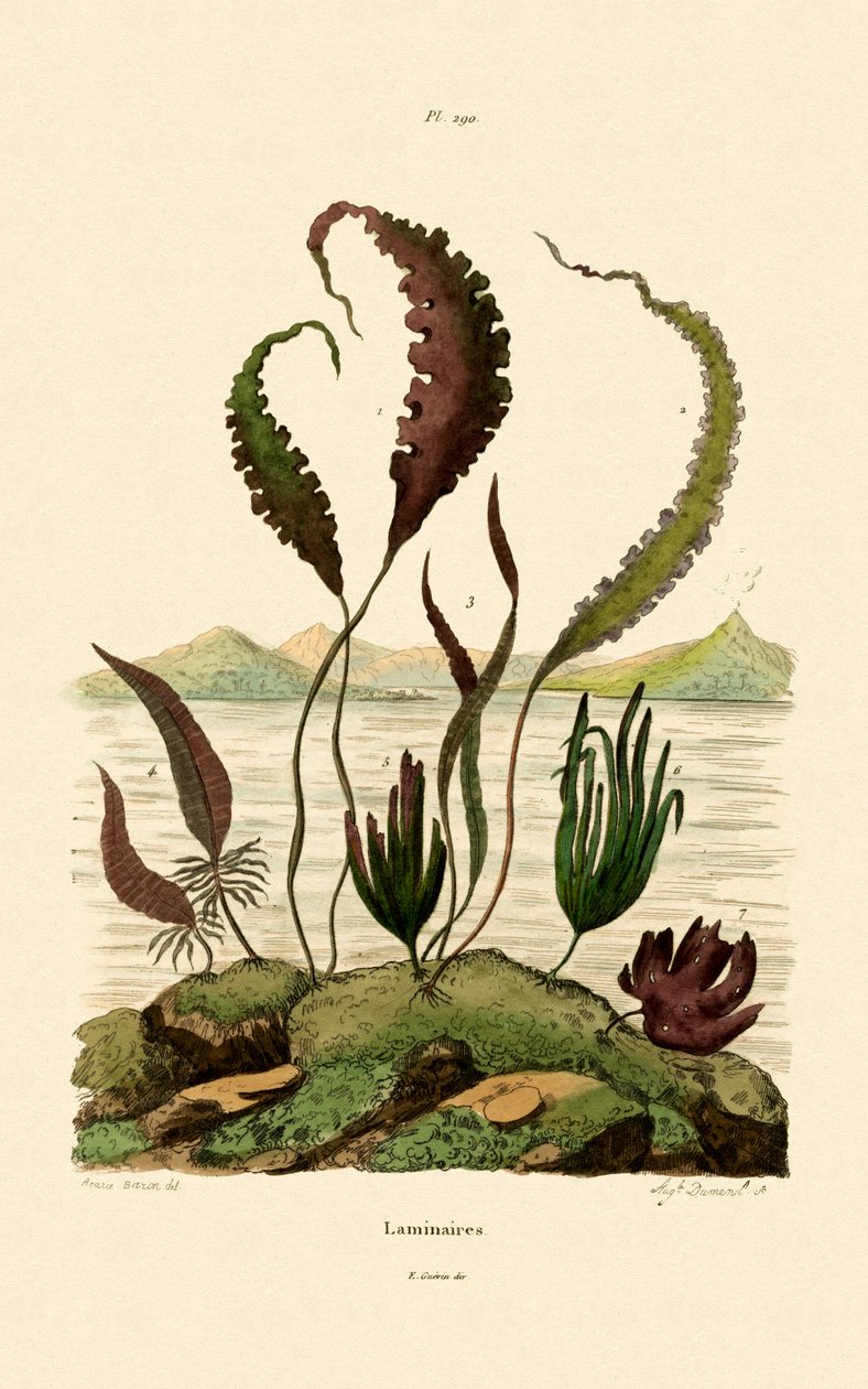 Oarweed, 1833-39 tekijältä French School