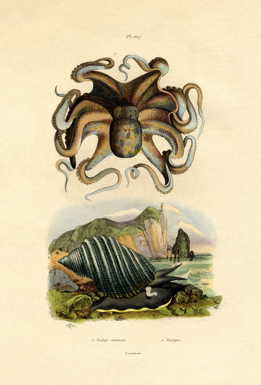 Mustekala, 1833-39 tekijältä French School