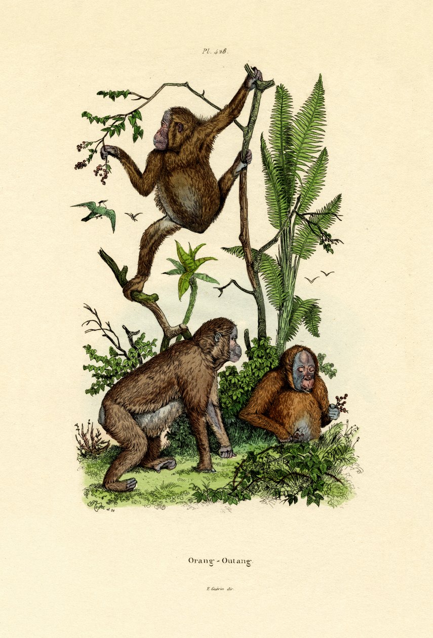 Orangutan, 1833-39 tekijältä French School