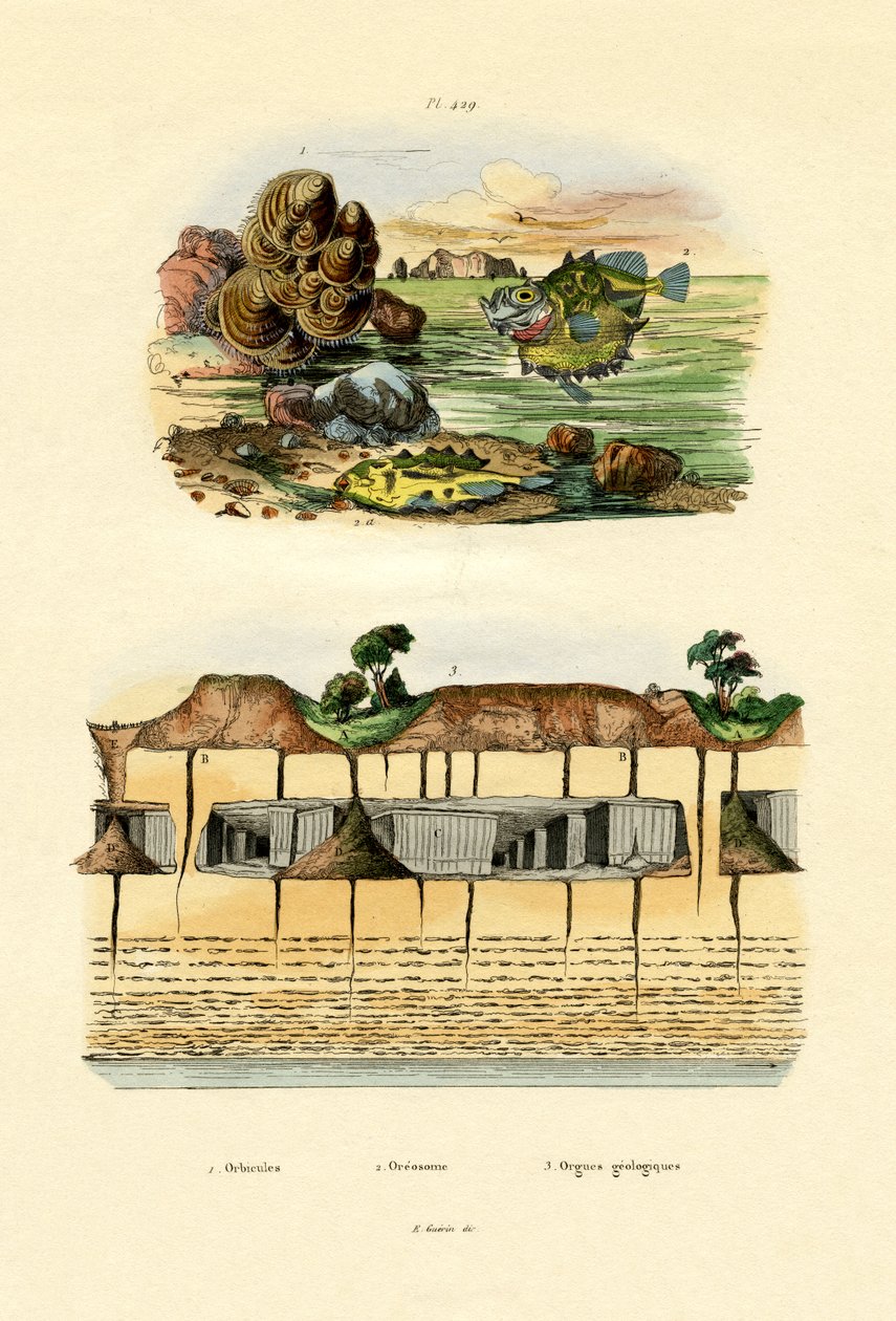Orbicula Shell, 1833-39 tekijältä French School